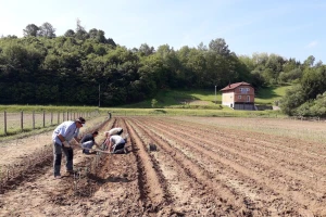 Ninići povadili 2.500 sadnica voća kako bi ih spasili od poplava i ponovo posadili