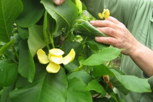 U porodičnom rasadniku Stanojčić cveta 60 vrsta magnolija