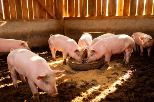Nastavljen rast cene prasića, za jagnjad do 520 din/kg