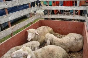 Rastu cene junadi i prasadi na jugu Srbije, ovaca u Šumadiji