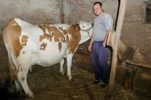 Povećao količinu mleka, otkupljivač smanjio cenu - stočarstvo pod znakom pitanja?