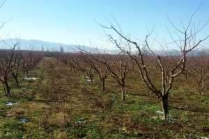 Posle skoka temperature, zahlađenje sa snegom - glodari se "ne predaju"