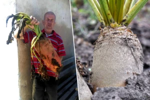 Gigantska stočna repa izazvala pometnju - kako su je uzgajali?
