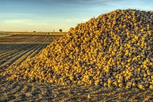 Bačka ima najmanje truleži na površinama pod repom