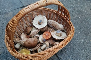 Koje retke gljive rastu u okolini Ćuprije?