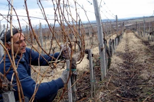Uticaj opterećenja na rodnost vinove loze