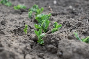 Krenite sa predsetvenim priprema za uzgoj graška