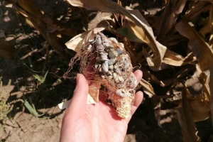 Mehurasta gar kod kukuruza: Simptomi su na svim nadzemnim delovima