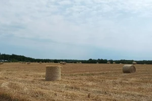 Koje su koristi slame: Od prostirke za stoku do slamarice u velnesu