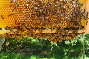 Pčelinjak u septembru - koji su ključni radovi?