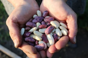 Može li biofortifikacija rešiti problem neuhranjenosti kod ljudi?