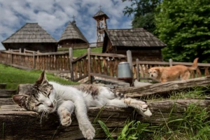 Biramo najbolje ruralne fotografije u 2024. godini - nominujte svoju