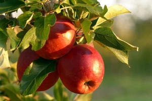 Rusi ulažu u opremu i znanje kako bi bili samodovoljni