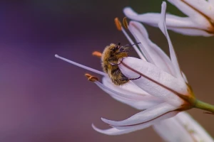 Rešite se rutave bube bez insekticida!
