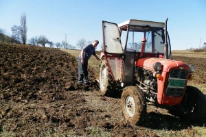 U južnom Pomoravlju sve više proizvođača mladog krompira