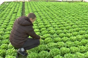Program mera pomoći agraru: krediti i podrška za mlekare i povrtare
