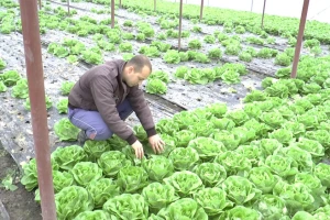 Zelena salata nema kupca