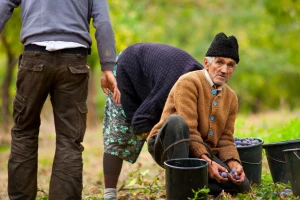 Autoriteti srpske poljoprivede - koga seljaci (ne)rado slušaju?