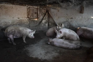 Otvoren konkurs za kvalitetna priplodna grla: Za krave 40.000, a za krmače 18.000 dinara
