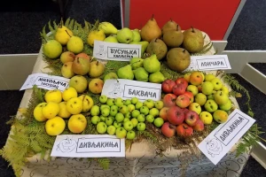 Povratak starih sorti: Semena bakvače, kaluđerke i ranke uskoro dostupne svima