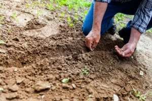 Biznis ideja: Plastenik najisplativiji za početnike