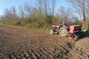 Setva pšenice van optimalnih rokova - koje su posledice?