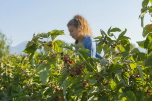 Sremska Mitrovica: Na Sajmu zapošljavanja štand za sezonske radnike