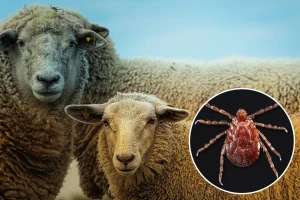 Nova vrsta krpelja koja preti stoci u SAD-u - razmnožavaju se jako brzo