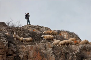 Turska: 80 ovaca skočilo u provaliju