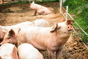 Pred praznike: Tovljenici do 230 din/kg, jagnjad dostigla cenu od 650 din/kg