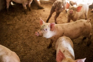 Cene prasića i tovnih svinja variraju, bikovi do 400 din/kg