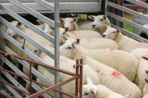 Zbog kuge malih preživara zabranjen uvoz ovaca i koza