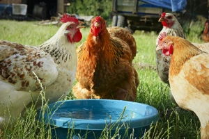 Kako visoka temperatura i toplotni talas utiče na kokoške? Evo kako im možete pomoći