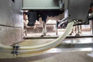 Hakeri upali u sistem švajcarskog farmera, posledica mrtva krava i tele
