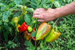 Ako je paprika zdrava pred berbu - mora da sija!