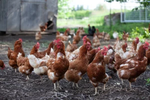 Nemačke farme ne mogu da zadovolje rekordnu potražnju za jajima