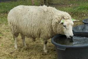 Potrebe ovaca za vodom zavise od više faktora - kako izračunati koliko im treba?