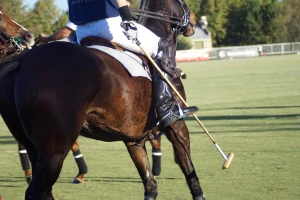 Argentinci stvorili genetski modifikovane konje za polo