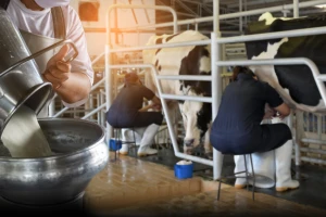 Nemačka beleži znatan pad otkupnih cena mleka, neizvesnost na tržištu sve veća
