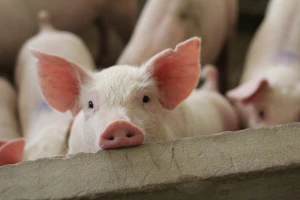 Prasići dostigli cenu od 420 din/kg, jagnjad do 600 din/kg
