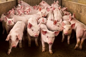 Ponuda prasića slaba, cena do 400 din/kg
