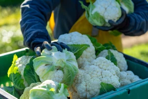 Suša uticala i na prinos karfiola. Ponuda slaba, a cena za kilogram i do 300 dinara