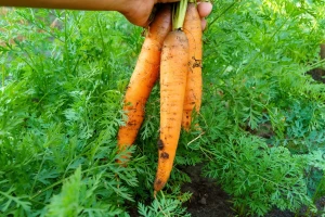 Uzgoj šargarepe i peršuna u negrejanom plasteniku za ranu berbu
