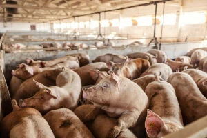 Otkup tovnih svinja i po 180 din/kg, jagnjad dostigla cenu od 600 din/kg
