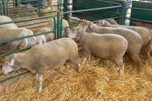 Jagnjad do 550 din/kg, telad do 830 din/kg