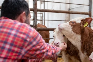 Telad do 1.050 din/kg, nastavljen rast cene tovnih svinja