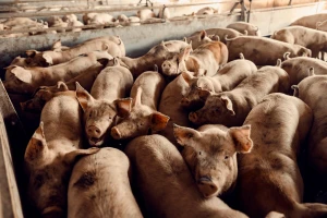 Otkup tovnih svinja i po 175 din/kg, telad do 800 din/kg