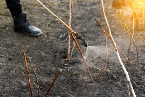 Kojim preparatima obaviti jesenje prskanje maline, pogodni i za organsku proizvodnju?