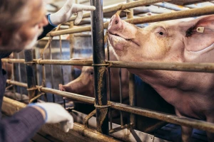 Afrička kuga svinja u Opštini Rača. Koja su zaražena, a koja ugrožena područja?