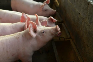 Cene stoke pred praznike: Jagnjad do 600 din/kg, prasići do 400 din/kg